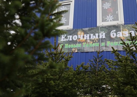 Лесхозы Гомельской области подготовили для продажи около 17 тыс. новогодних деревьев. 