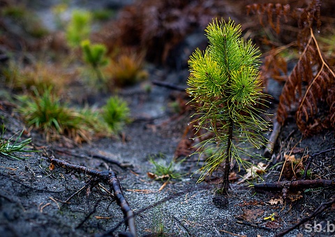 В Гомельской области на поврежденных буреломом 10 тысячах гектаров поднимается новый лес 